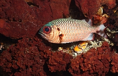 Raja Ampat 2016 - Myripristis murdjan - Blotcheye soldierfish - Poisson soldat ou myripristis a grands yeux - IMG_5633_rc